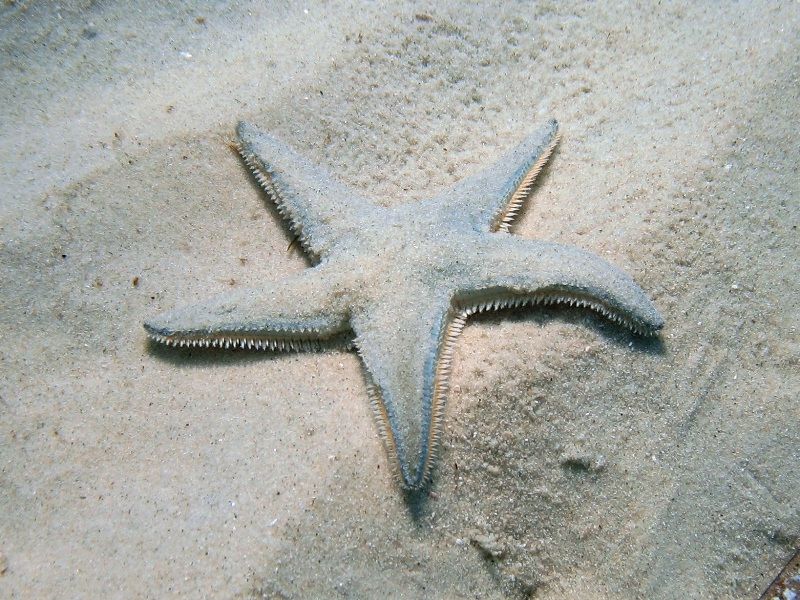 Astropecten jonstoni (Delle Chiaje, 1827)